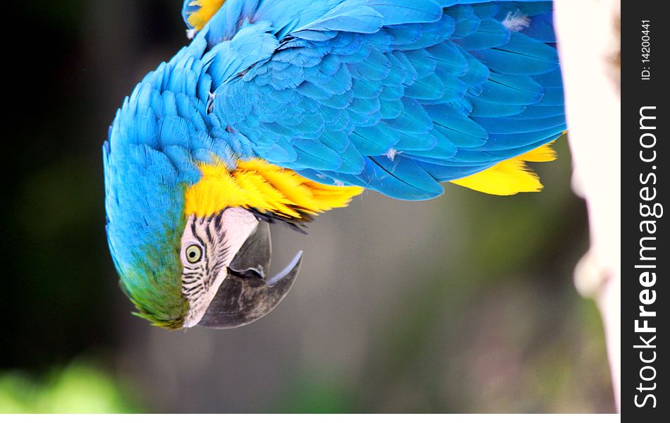 One  exotic parrot with yellow  and blue feathers. One  exotic parrot with yellow  and blue feathers.