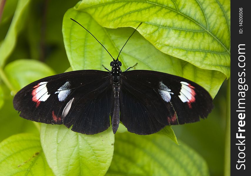 Small Black Butterfly with pink and white markings