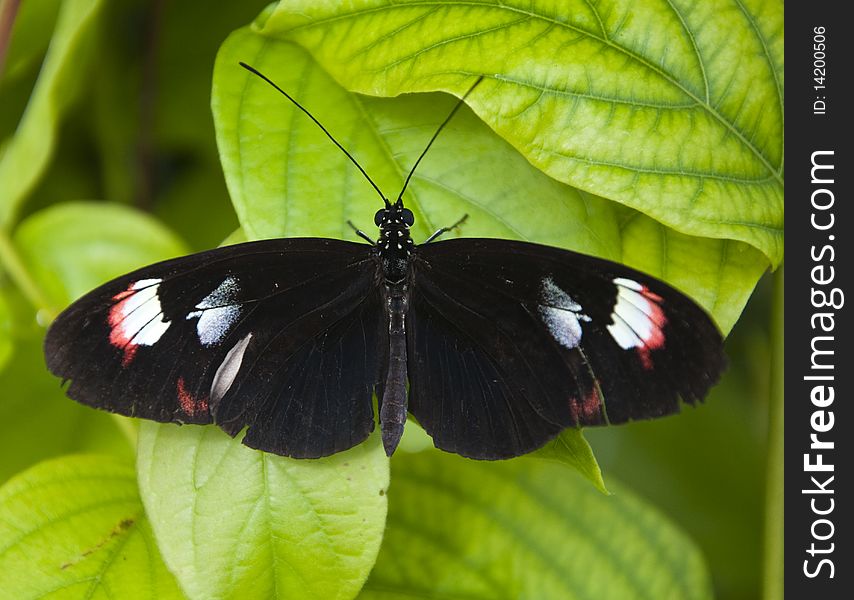 Small Black Butterfly