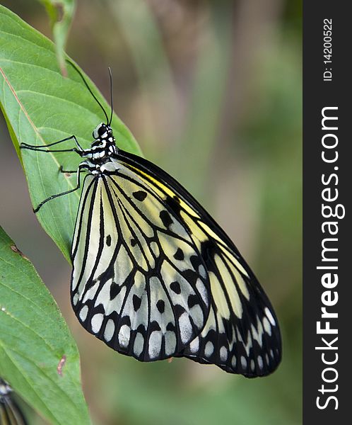 Large yellow and black butterfly with closed wings