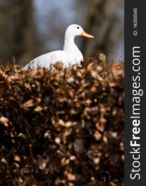 White Duck Sitting In A Hedge