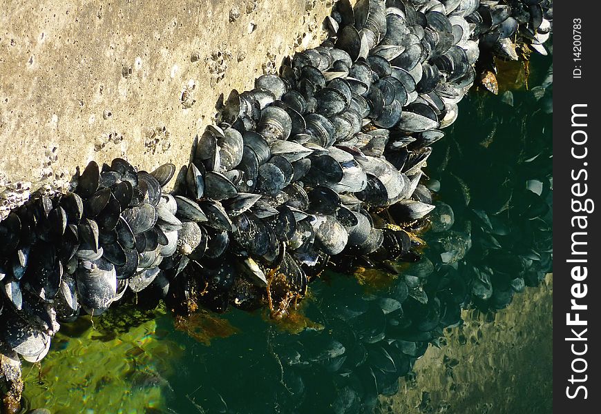 Mussels growing at the tide line. Mussels growing at the tide line