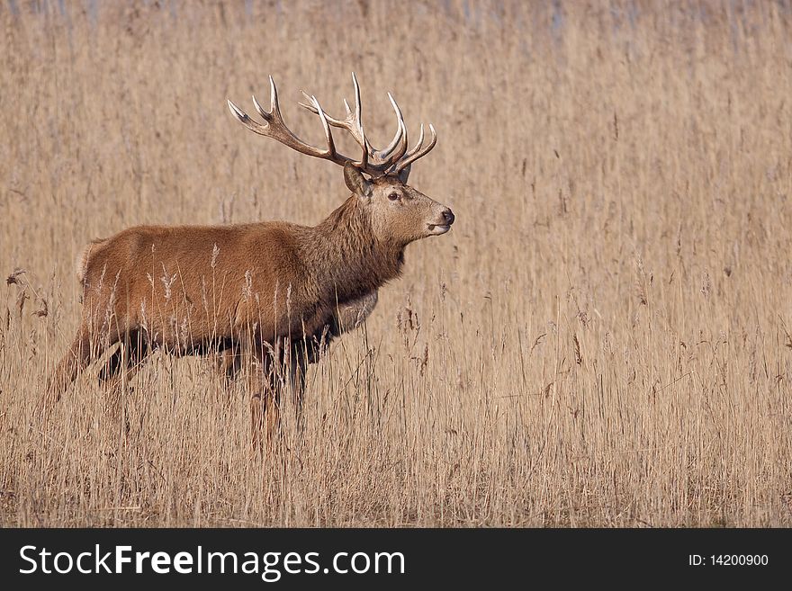 Beautiful male elk in cane looking for food