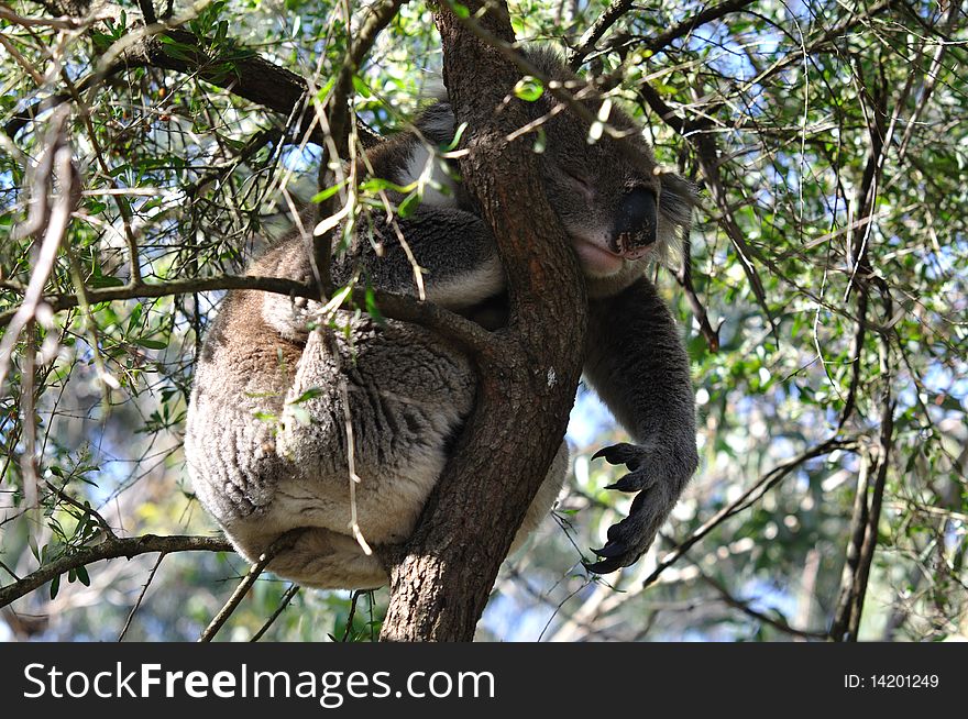 Koala On A Tree