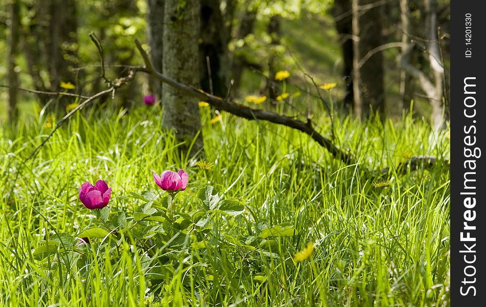 Sunny day in mountain forest - bright flowers on green grass background. Sunny day in mountain forest - bright flowers on green grass background.