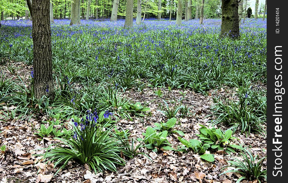 View of woodland covered in a carpet of bluebells and primroses. View of woodland covered in a carpet of bluebells and primroses.