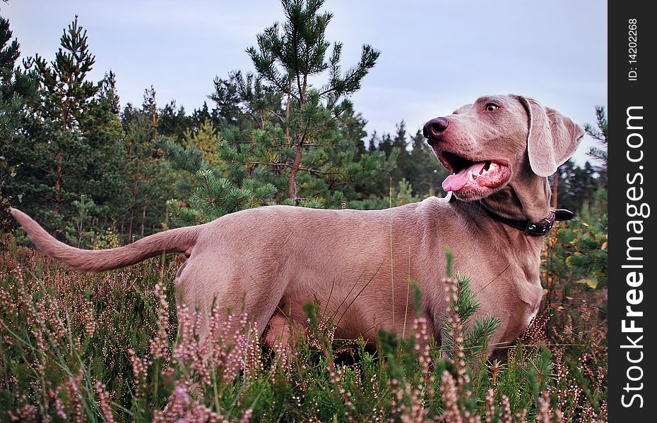 The weimaraner dog in summer