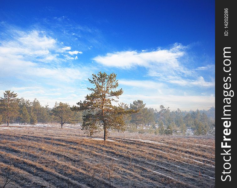 Tree in field