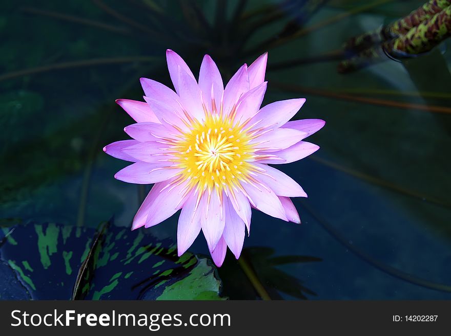 Beautiful lotus in the pond width