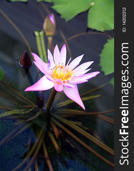 Beautiful lotus in the pond width