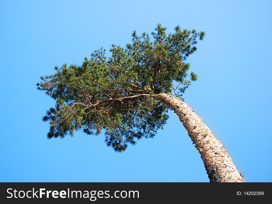 Top crone pine on summer day. Top crone pine on summer day