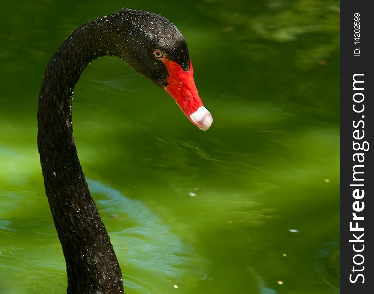 Black swan, a black bird. Photo taken in the Bahamas.