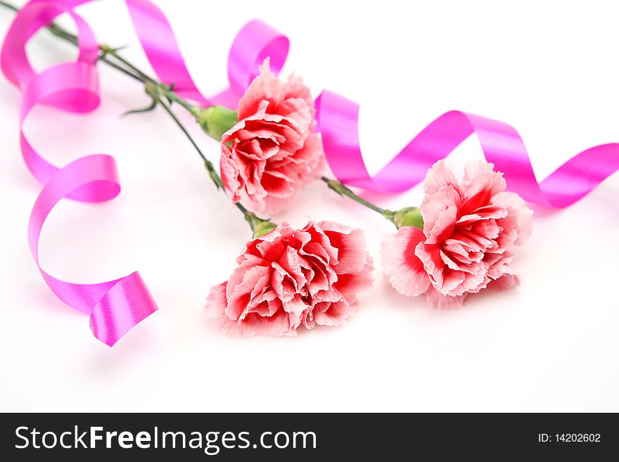 Pink carnations on a white background