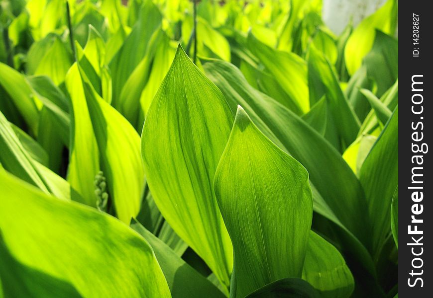 Dense Leaves Of A Lily Of The Valley