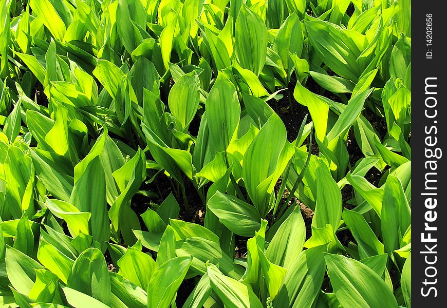 Dense Leaves Of A Lily Of The Valley