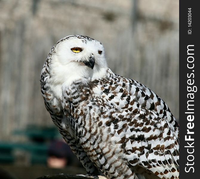 Precise glance for this bird of prey in demonstration