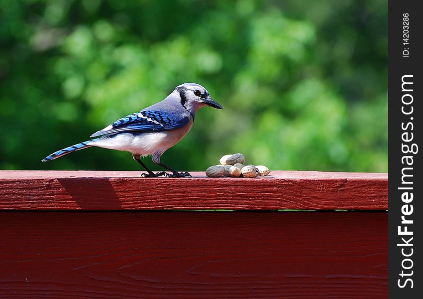 Closeup of blue jay sitting on deck railing feeding on peanuts