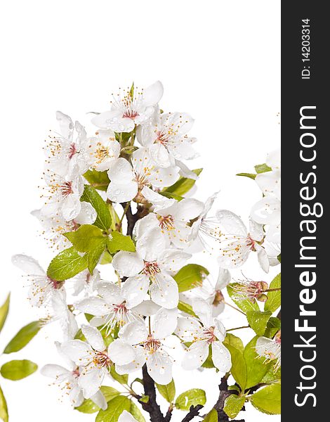 White plum blossom isolated on white. White plum blossom isolated on white