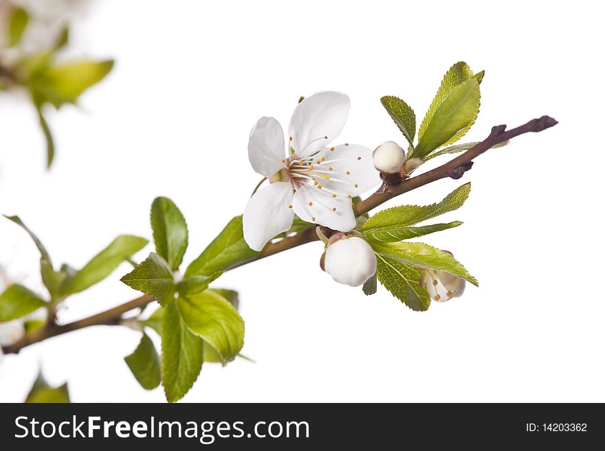 White plum blossom isolated on white. White plum blossom isolated on white