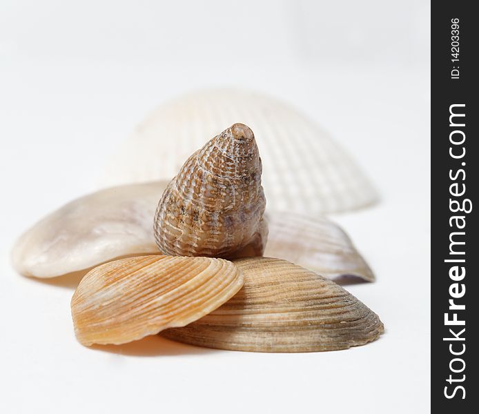 Stacked seashells on a white background. Stacked seashells on a white background