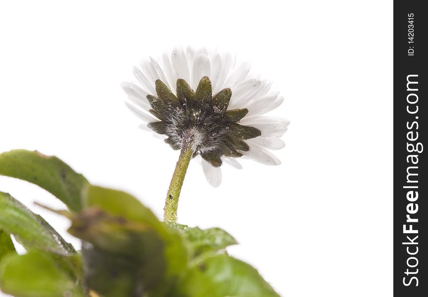 Fresh daisy herb isolated on white