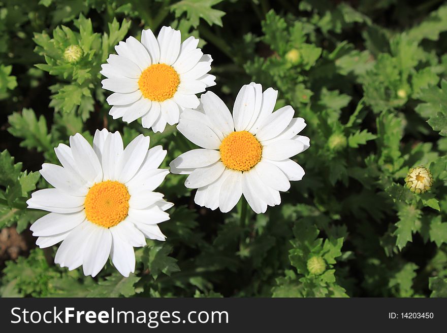 White chrysanthemums and green leafs