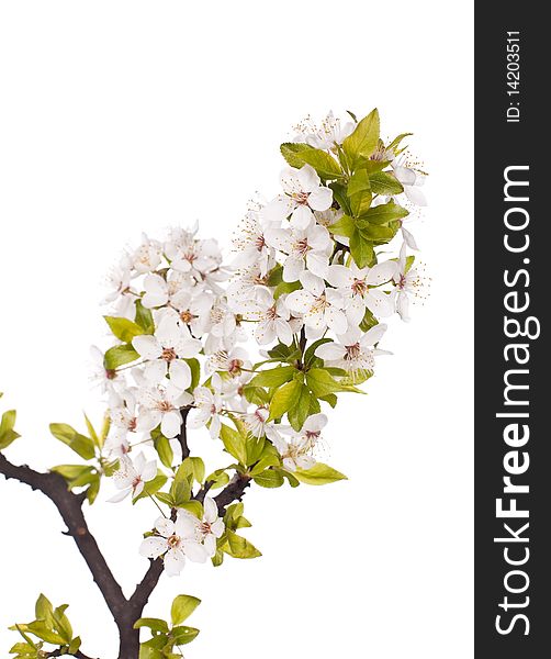 Plum Tree On Spring Time