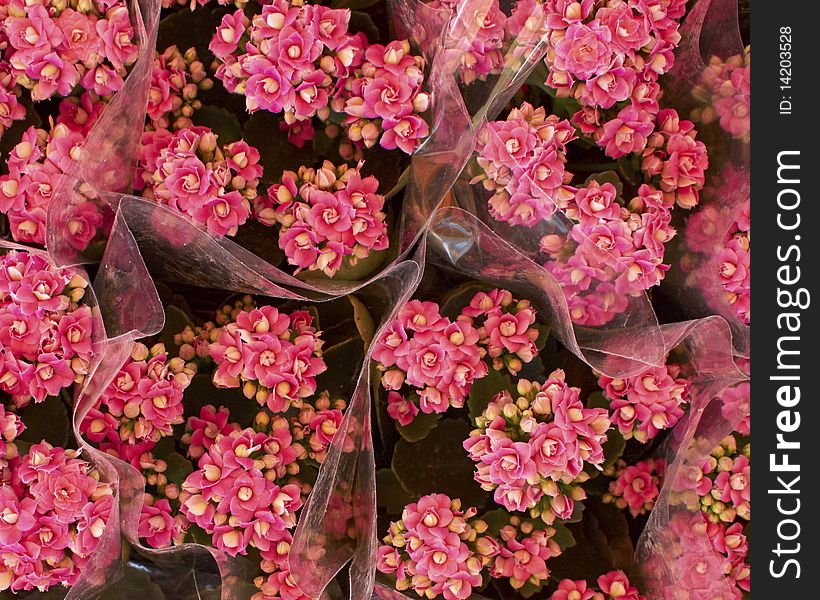 Pink kalanchoe bouquets