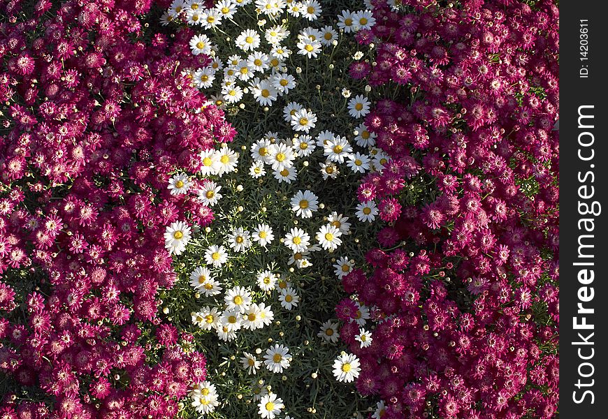 White & fuchsia daisies stripes, background