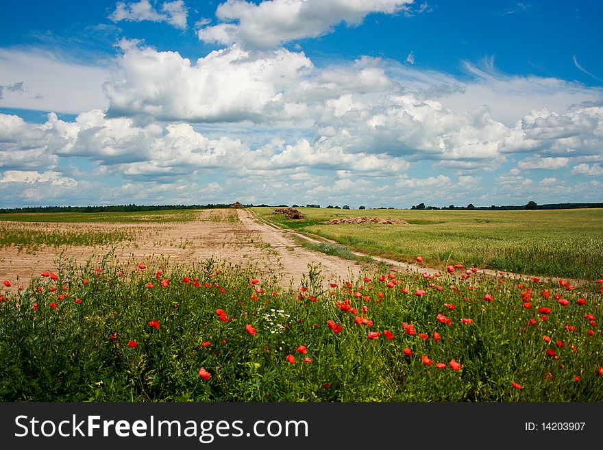 Summer rural landscape with potty flowers