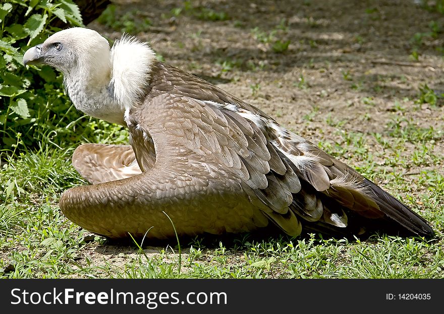 Eurasian griffon. Latin name - Gyps fulvus. Eurasian griffon. Latin name - Gyps fulvus