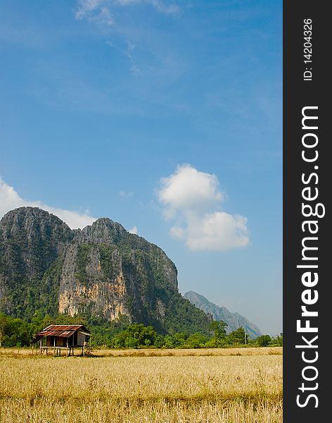 Cottage in yellow rice field, Vongviang, Laos