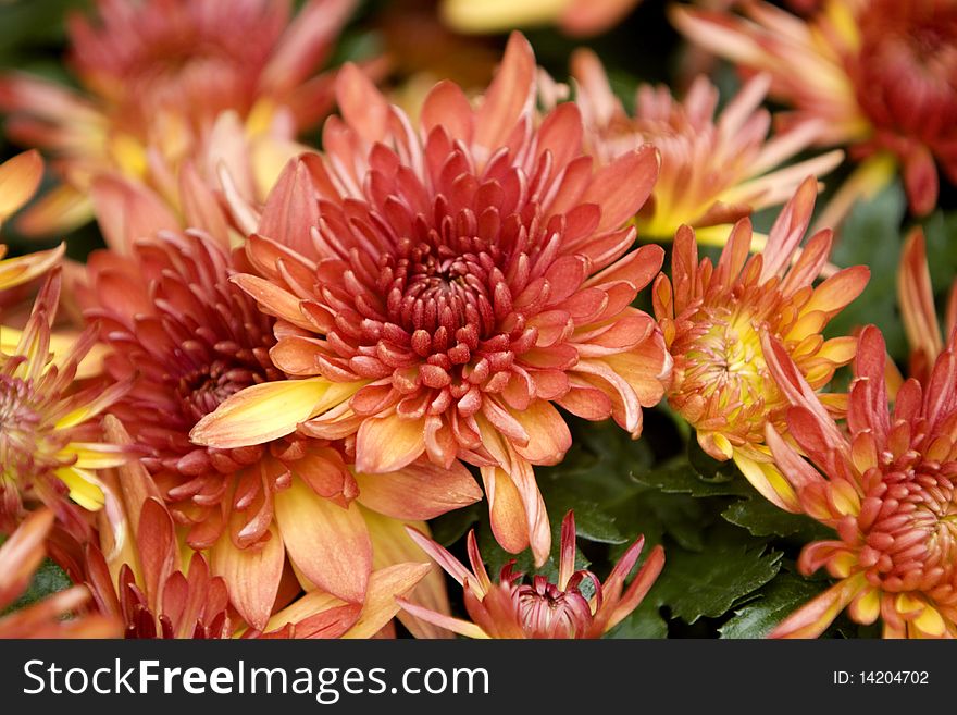 Closeup of vibrant colored chrysantemums