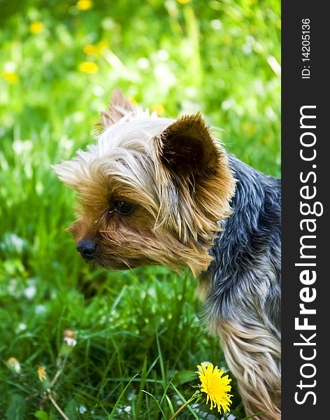 Young dog on grass with flower