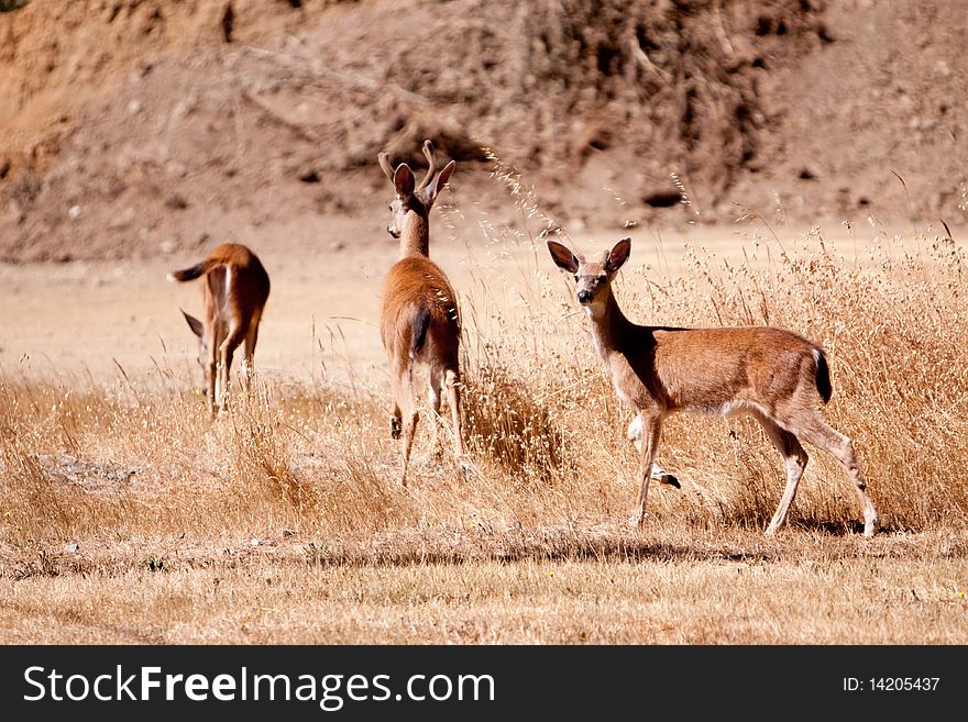 Fawns running in the open field
