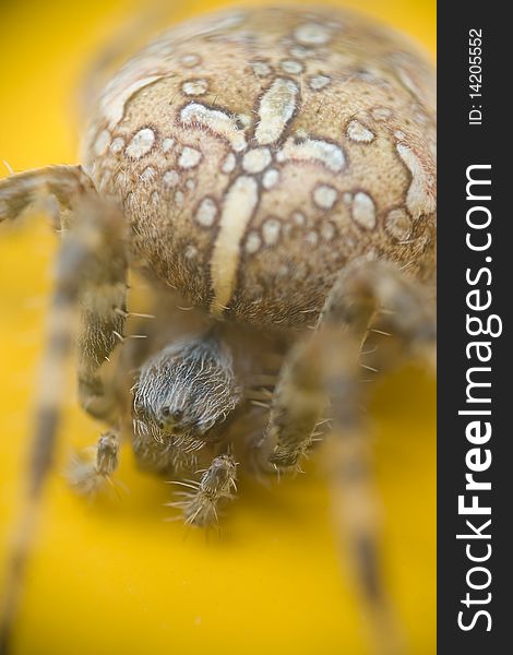 Cross spider on yellow background with hairy long legs