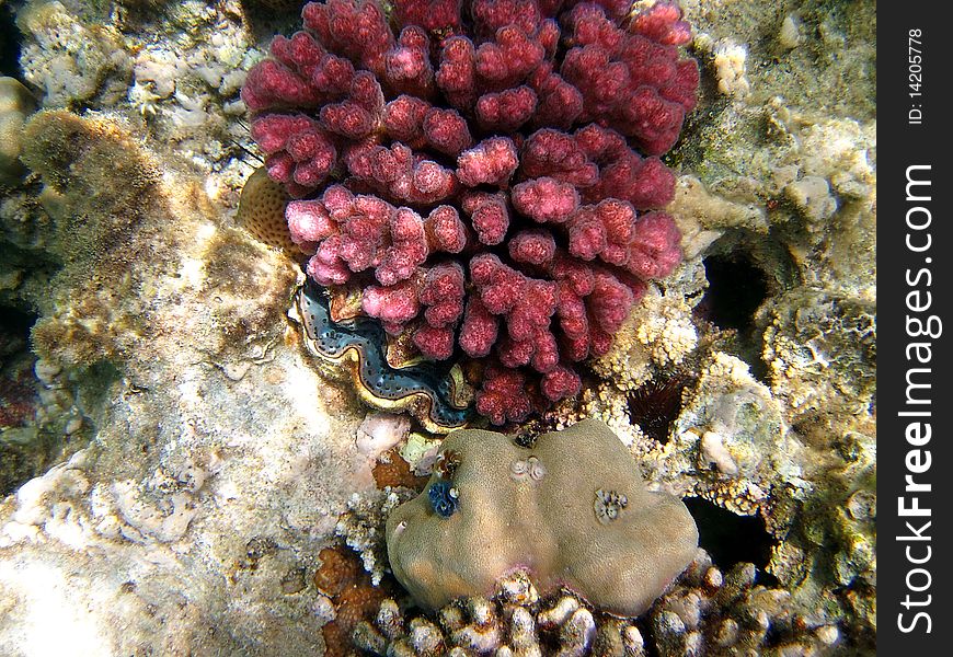 Coral reef in the Red sea