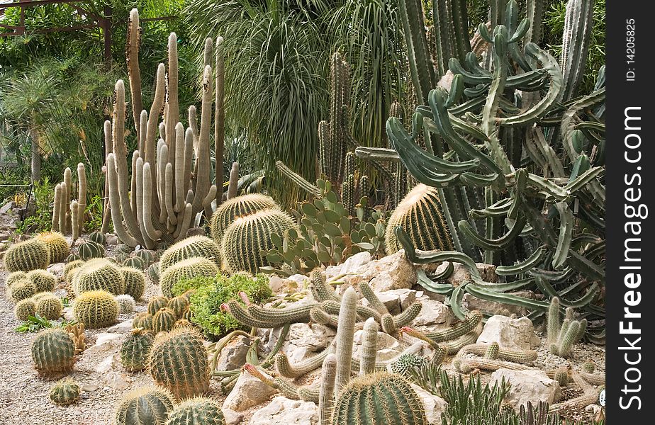 Cactuses In A Greenhouse