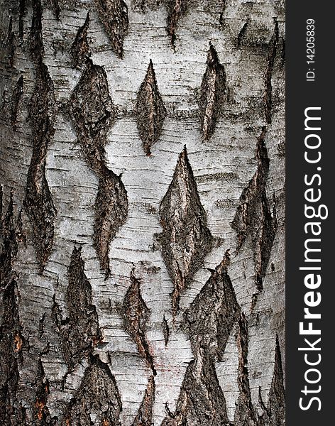 Birch Tree Bark Background