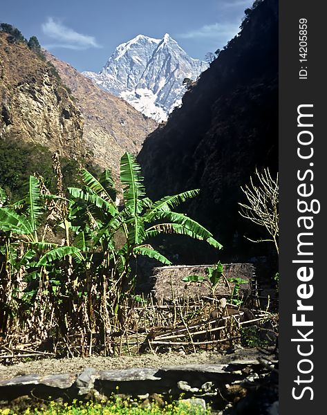 Banana plant in the Himalaya, Nepal