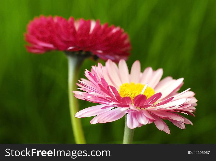 Full-blown pink daisy in grass