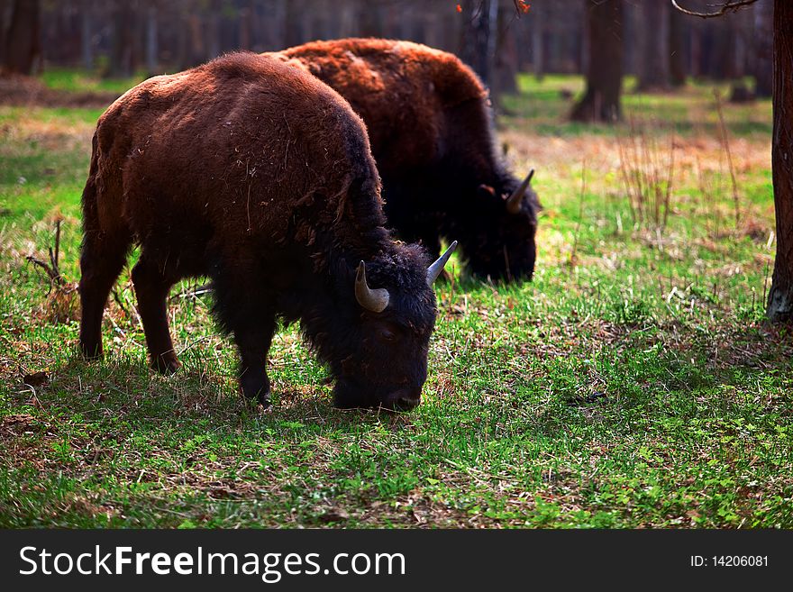 A family of bison in a national park