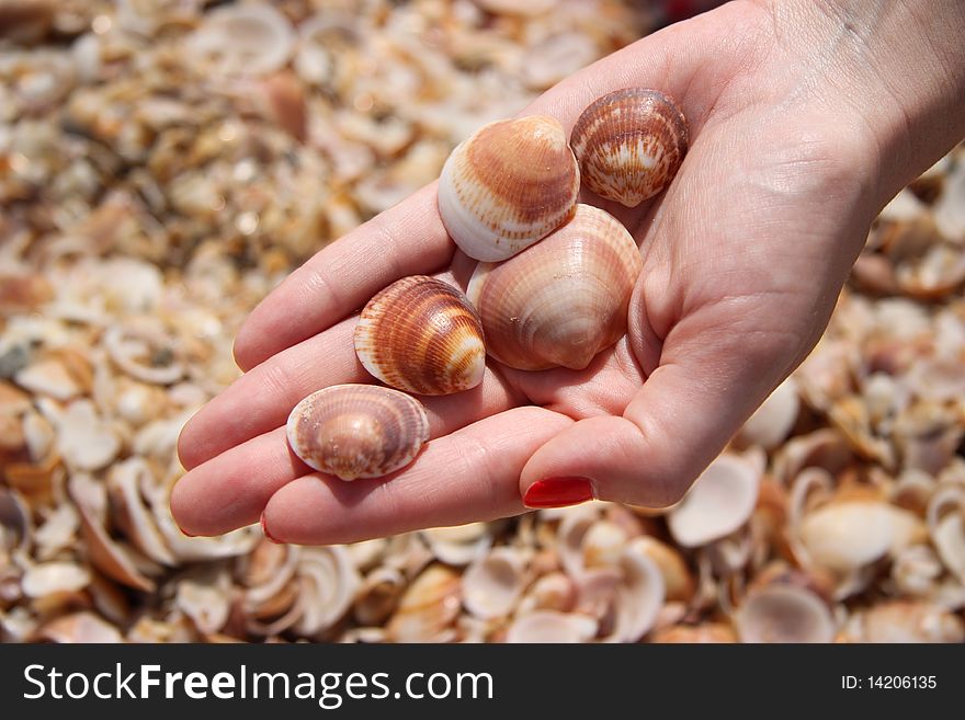 Women hand holding shells at the beach background