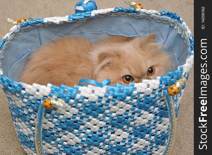 Persian cat hides into the bag