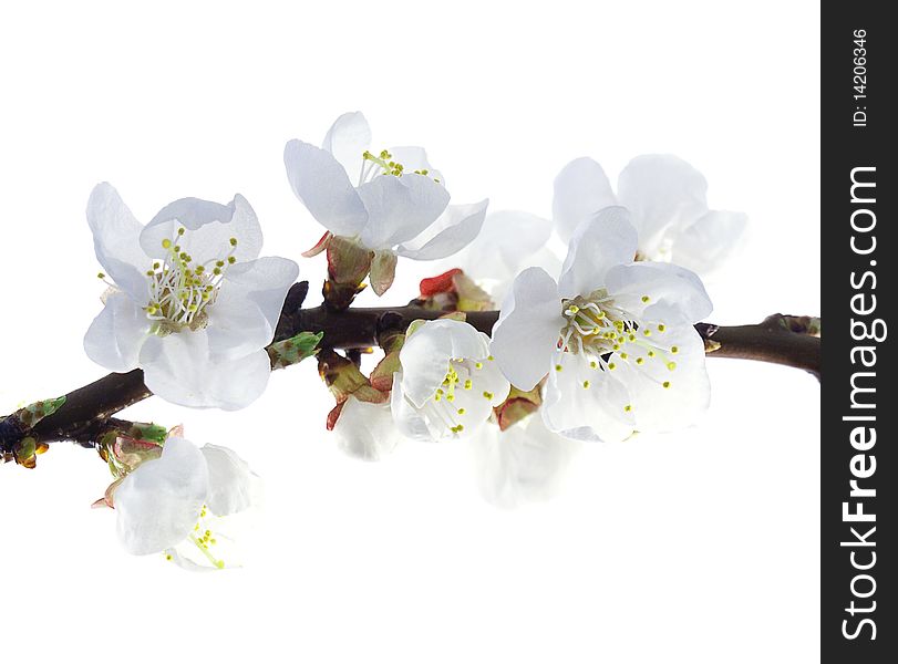 Plum-tree flowers on a white background