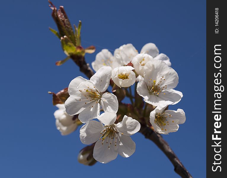 Spring cherry blossoms and blue sky