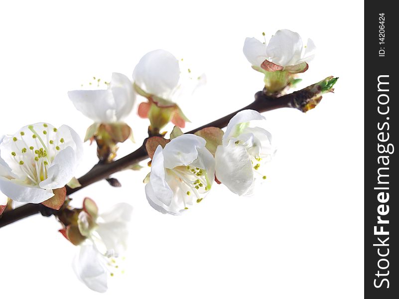 Plum-tree flowers on a white background