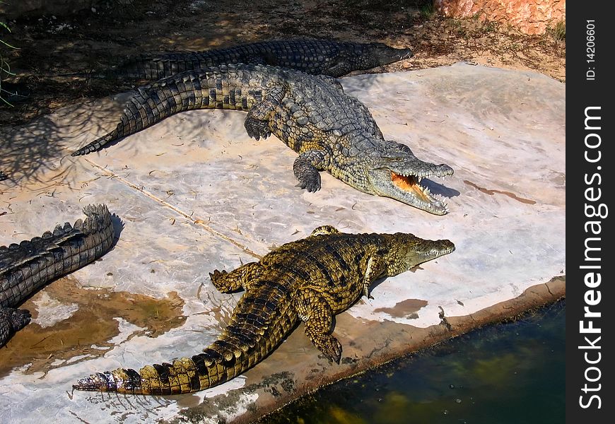 The crocodiles on the farm on Djerba Island, Tunisia