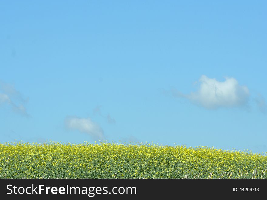 Bright blue sky over a field of yellow flowers with a couple fluffy white clouds. Bright blue sky over a field of yellow flowers with a couple fluffy white clouds