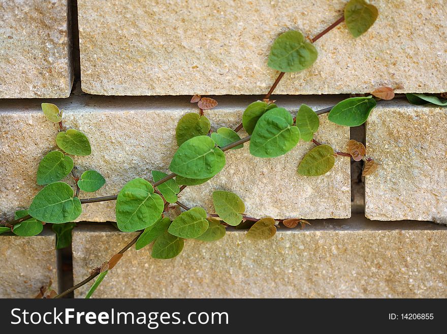 Wall from the bricks with plant on it. Wall from the bricks with plant on it